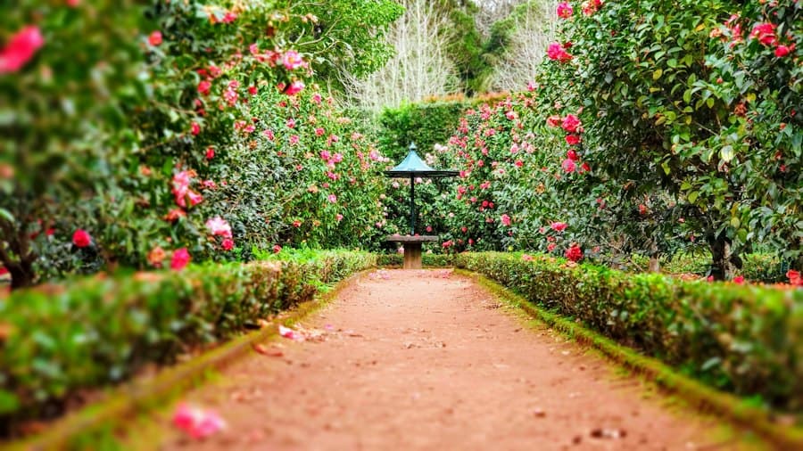 Landscaped garden path lined with roses
